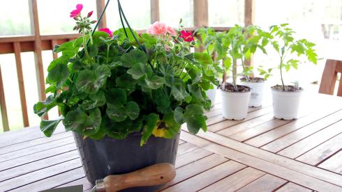 An impatiens hanging basket and tomato plants from my friend Lauren